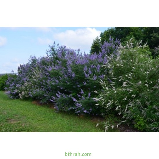 بذور شجرة كف مريم Vitex agnus-castus بذور شجرة كف مريم Vitex agnus-castus