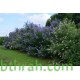 بذور شجرة كف مريم Vitex agnus-castus بذور شجرة كف مريم Vitex agnus-castus