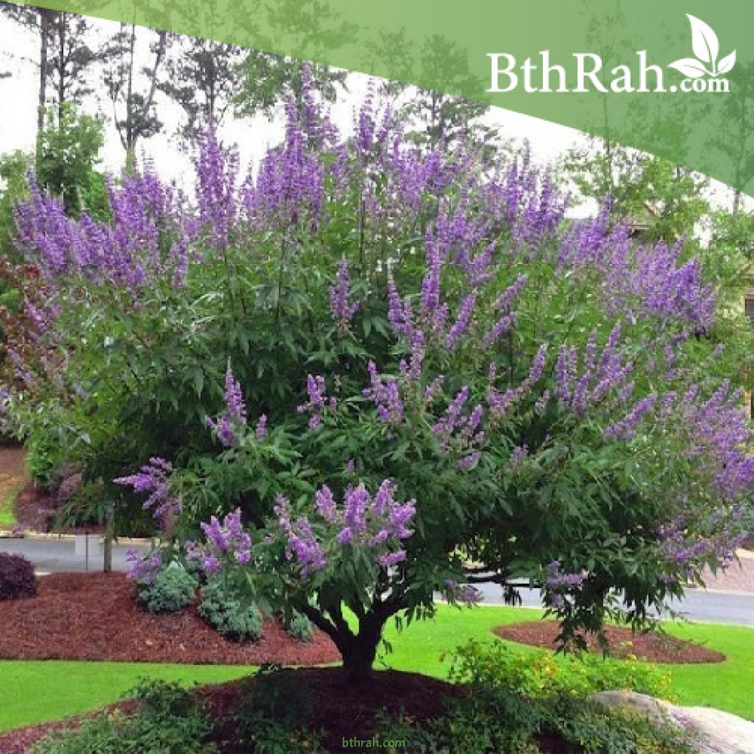 بذور شجرة كف مريم Vitex Agnus Castus 50 بذور شجرة كف مريم Vitex Agnus Castus 50