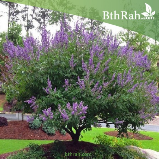 بذور شجرة كف مريم Vitex agnus-castus بذور شجرة كف مريم Vitex agnus-castus