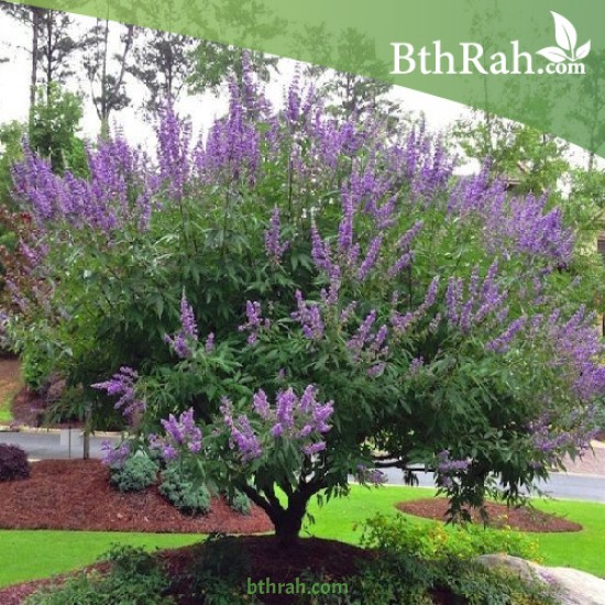 بذور شجرة كف مريم Vitex agnus-castus