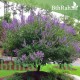 بذور شجرة كف مريم Vitex agnus-castus