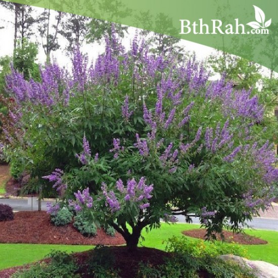 وايتاكس فيتكس Vitex Agnus Castus