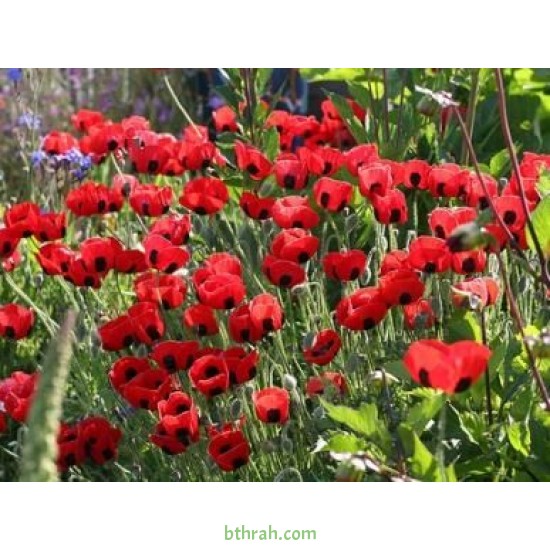 بذور زهرة الديدحان ( شقائق النعمان ) Papaver glaucum بذور زهرة الديدحان ( شقائق النعمان ) Papaver glaucum
