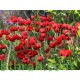 بذور زهرة الديدحان ( شقائق النعمان ) Papaver glaucum بذور زهرة الديدحان ( شقائق النعمان ) Papaver glaucum