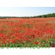 بذور زهرة الديدحان ( شقائق النعمان ) Papaver glaucum بذور زهرة الديدحان ( شقائق النعمان ) Papaver glaucum