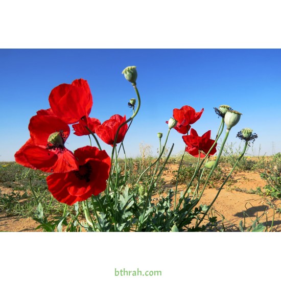 بذور زهرة الديدحان ( شقائق النعمان ) Papaver glaucum بذور زهرة الديدحان ( شقائق النعمان ) Papaver glaucum