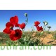 بذور زهرة الديدحان ( شقائق النعمان ) Papaver glaucum بذور زهرة الديدحان ( شقائق النعمان ) Papaver glaucum
