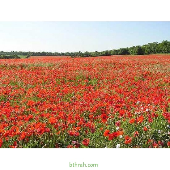 بذور زهرة الديدحان ( شقائق النعمان ) Papaver glaucum بذور زهرة الديدحان ( شقائق النعمان ) Papaver glaucum