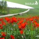 بذور زهرة الديدحان ( شقائق النعمان ) Papaver glaucum بذور زهرة الديدحان ( شقائق النعمان ) Papaver glaucum