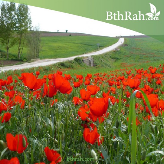 بذور زهرة الديدحان ( شقائق النعمان ) Papaver glaucum بذور زهرة الديدحان ( شقائق النعمان ) Papaver glaucum