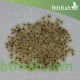 بذور شجرة الباولونيا-Paulownia tomentosa seeds