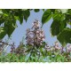 بذور شجرة الباولونيا-Paulownia tomentosa seeds بذور شجرة الباولونيا-Paulownia tomentosa seeds