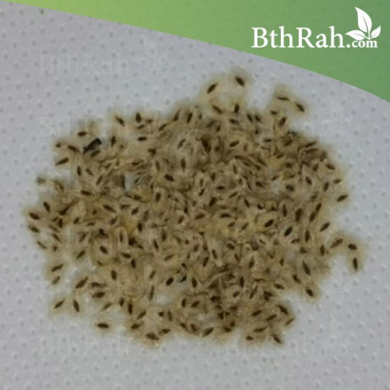 بذور شجرة الباولونيا Paulownia tomentosa seeds بذور شجرة الباولونيا Paulownia tomentosa seeds