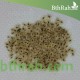 بذور شجرة الباولونيا Paulownia tomentosa seeds بذور شجرة الباولونيا Paulownia tomentosa seeds