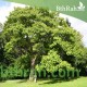 بذور شجرة الباولونيا Paulownia tomentosa seeds بذور شجرة الباولونيا Paulownia tomentosa seeds
