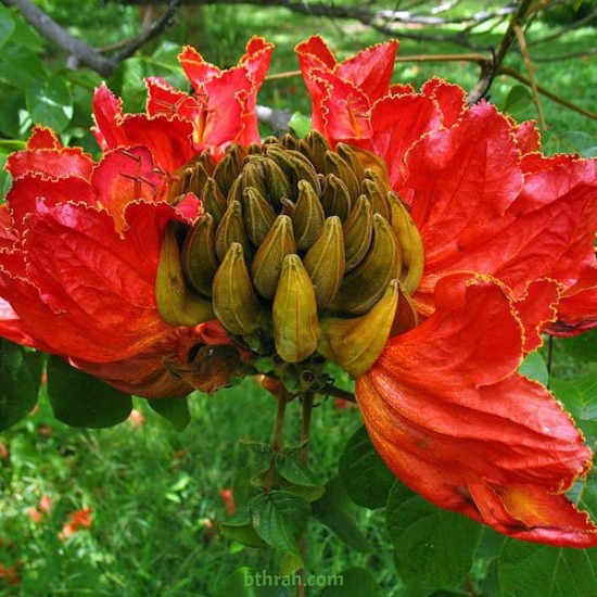 بذور شجرة الخزامى الأفريقية Spathodea campanulata بذور شجرة الخزامى الأفريقية Spathodea campanulata