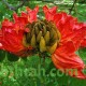 بذور شجرة الخزامى الأفريقية Spathodea campanulata بذور شجرة الخزامى الأفريقية Spathodea campanulata