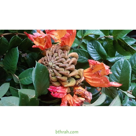 بذور شجرة الخزامى الأفريقية Spathodea campanulata 