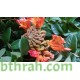 بذور شجرة الخزامى الأفريقية Spathodea campanulata 