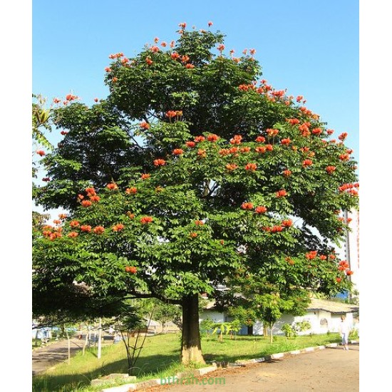 بذور شجرة الخزامى الأفريقية Spathodea campanulata 