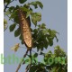 بذور شجرة الخزامى الأفريقية Spathodea campanulata 