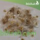 بذور شجرة الخزامى الأفريقية Spathodea campanulata بذور شجرة الخزامى الأفريقية Spathodea campanulata