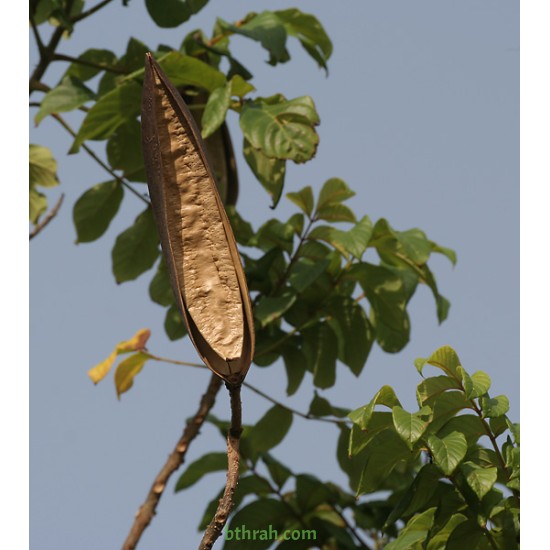 بذور شجرة الخزامى الأفريقية Spathodea campanulata 