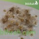40 بذرة من بذور شجرة الخزامى الأفريقية Spathodea campanulata 40 بذرة من بذور شجرة الخزامى الأفريقية Spathodea campanulata
