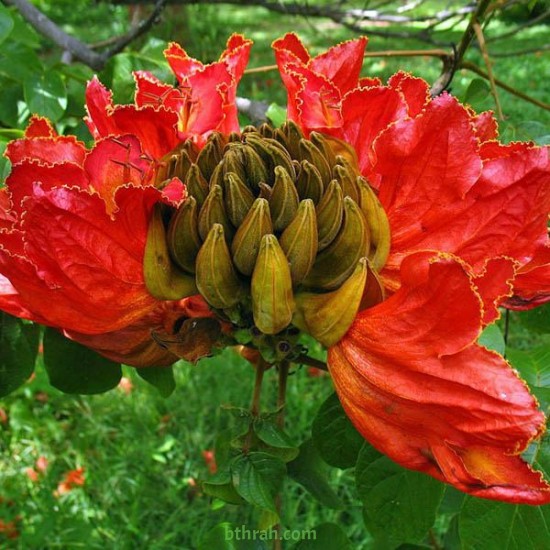 بذور شجرة الخزامى الأفريقية Spathodea campanulata بذور شجرة الخزامى الأفريقية Spathodea campanulata