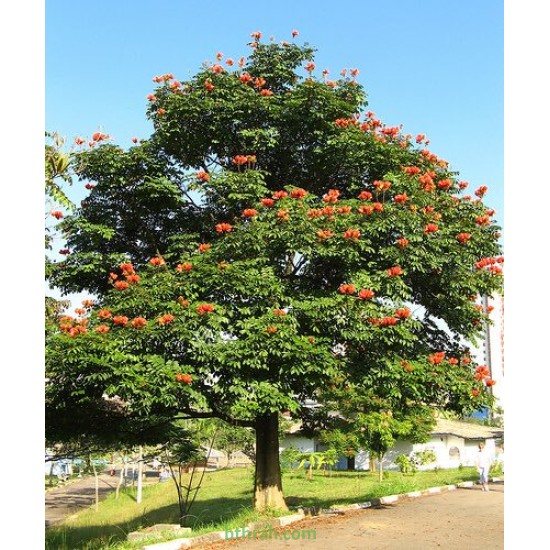 بذور شجرة الخزامى الأفريقية Spathodea campanulata بذور شجرة الخزامى الأفريقية Spathodea campanulata