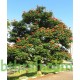بذور شجرة الخزامى الأفريقية Spathodea campanulata بذور شجرة الخزامى الأفريقية Spathodea campanulata