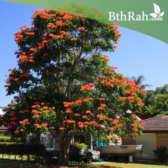 بذور شجرة الخزامى الأفريقية Spathodea campanulata بذور شجرة الخزامى الأفريقية Spathodea campanulata