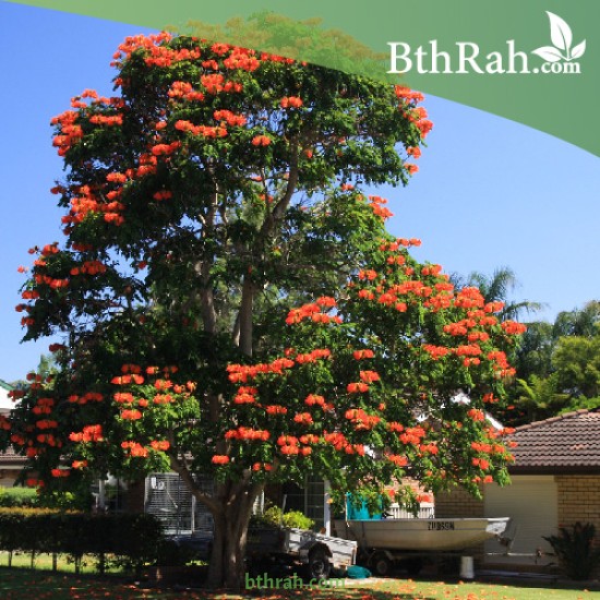 بذور شجرة الخزامى الأفريقية Spathodea campanulata بذور شجرة الخزامى الأفريقية Spathodea campanulata