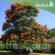 بذور شجرة الخزامى الأفريقية Spathodea campanulata بذور شجرة الخزامى الأفريقية Spathodea campanulata