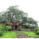 بذور شجرة التبلدي (الباوباب) Adansonia بذور شجرة التبلدي (الباوباب) Adansonia