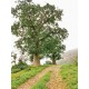 بذور شجرة التبلدي (الباوباب) Adansonia بذور شجرة التبلدي (الباوباب) Adansonia