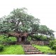 بذور شجرة التبلدي (الباوباب) Adansonia بذور شجرة التبلدي (الباوباب) Adansonia