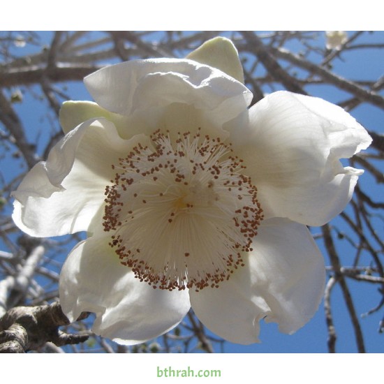 بذور شجرة التبلدي (الباوباب) Adansonia