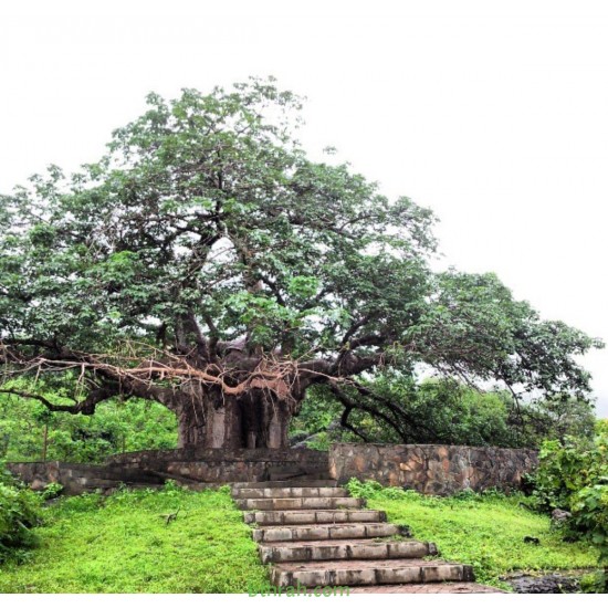 بذور شجرة التبلدي الباوباب Adansonia 20