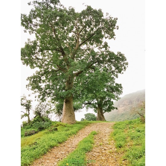 بذور شجرة التبلدي (الباوباب) Adansonia بذور شجرة التبلدي (الباوباب) Adansonia