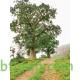 بذور شجرة التبلدي (الباوباب) Adansonia بذور شجرة التبلدي (الباوباب) Adansonia
