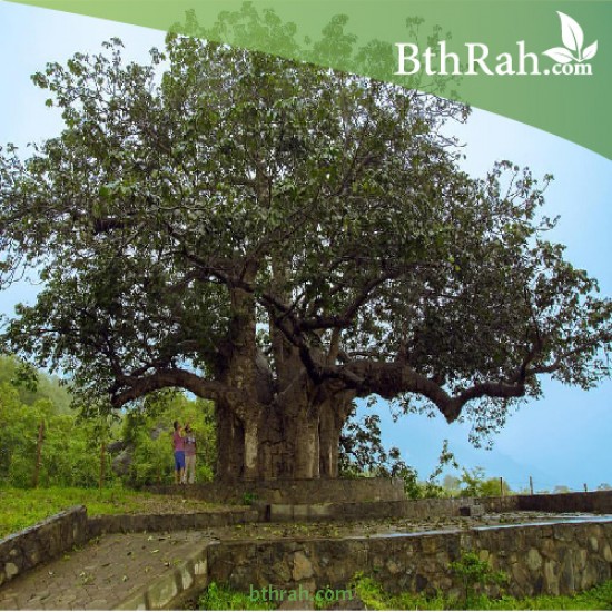 بذور شجرة التبلدي الباوباب Adansonia 20