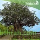 بذور شجرة التبلدي (الباوباب) Adansonia بذور شجرة التبلدي (الباوباب) Adansonia