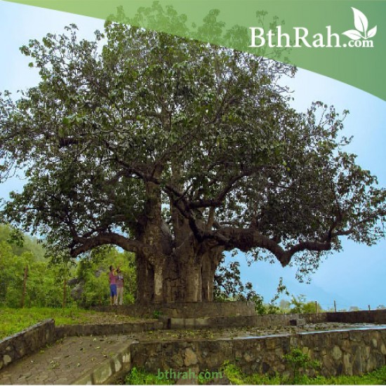 بذور شجرة التبلدي (الباوباب) Adansonia