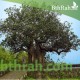 بذور شجرة التبلدي (الباوباب) Adansonia