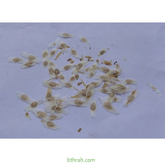 50 بذرة من بذور شجرة التيكوما ستانس Tecoma Stans Seeds