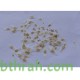 50 بذرة من بذور شجرة التيكوما ستانس- Tecoma Stans Seeds 50 بذرة من بذور شجرة التيكوما ستانس- Tecoma Stans Seeds