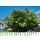 50 بذرة من بذور شجرة التيكوما ستانس Tecoma Stans Seeds 50 بذرة من بذور شجرة التيكوما ستانس Tecoma Stans Seeds