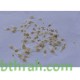 50 بذرة من بذور شجرة التيكوما ستانس- Tecoma Stans Seeds